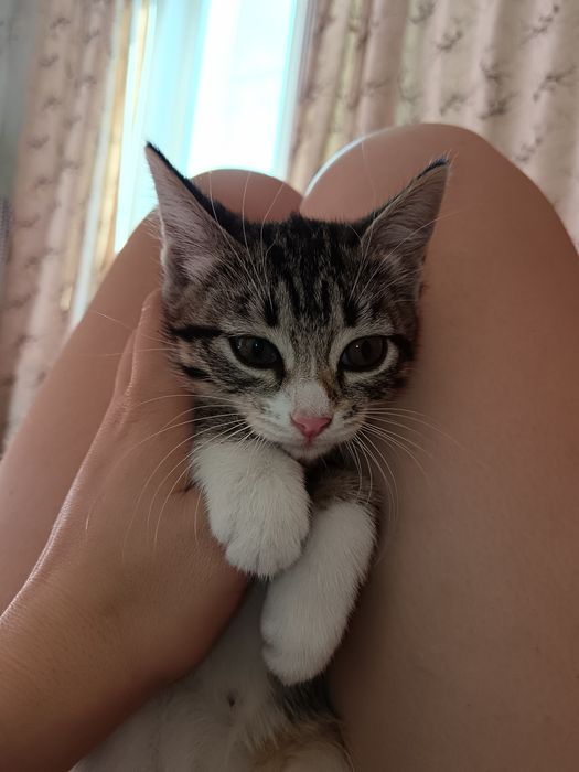 Отдам котят в добрые руки