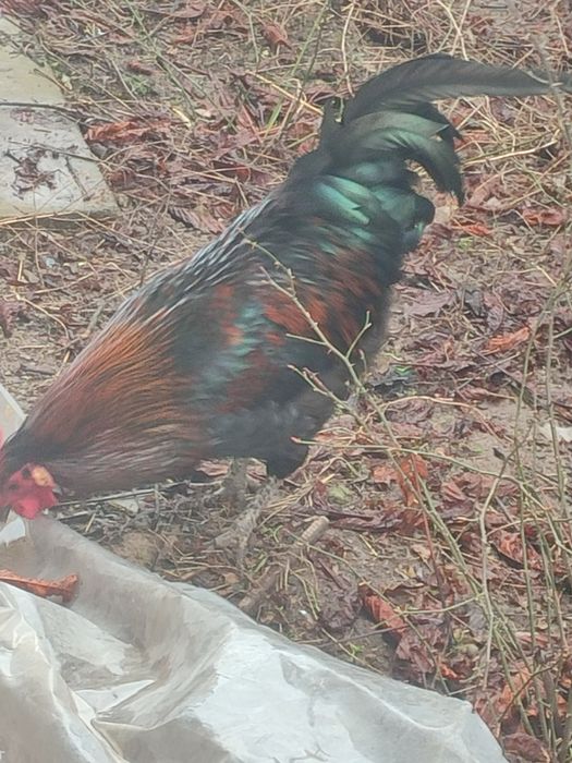 Продам черного петуха