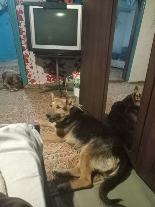 Отдам в хорошие руки, найдёныш...