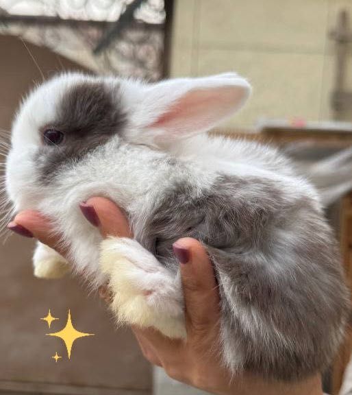 Продам Кроликов породы Минилоп Сплит/Минелоп Сплит қуёнчалар