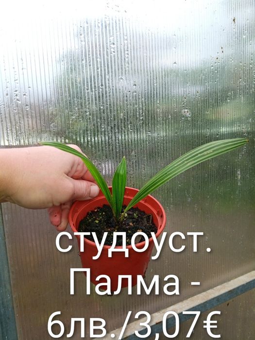 Аранжировки цветя за двора и стайни . Цени на снимките