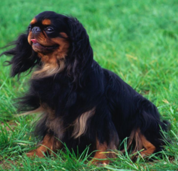 Кинг Чарльз спаниель щенки