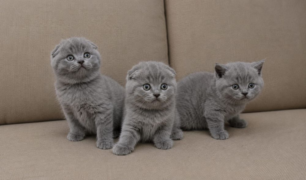 Шотландские котята