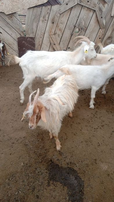 Сатылады екіуыде