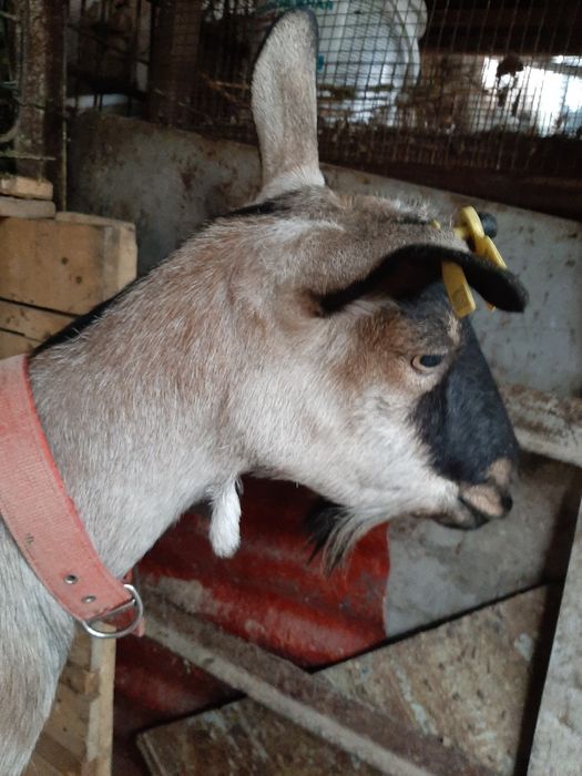 Козье молоко с доставкой на дом!