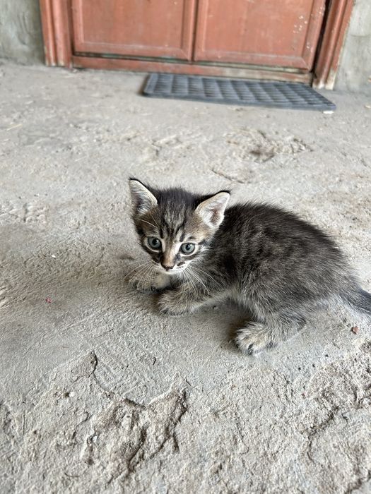Котята