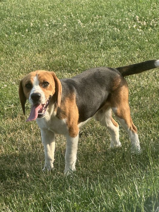 Beagle - 1 An - Jucaus,