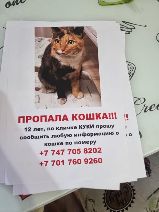 Пропала кошка (трехцветка, девочка)
