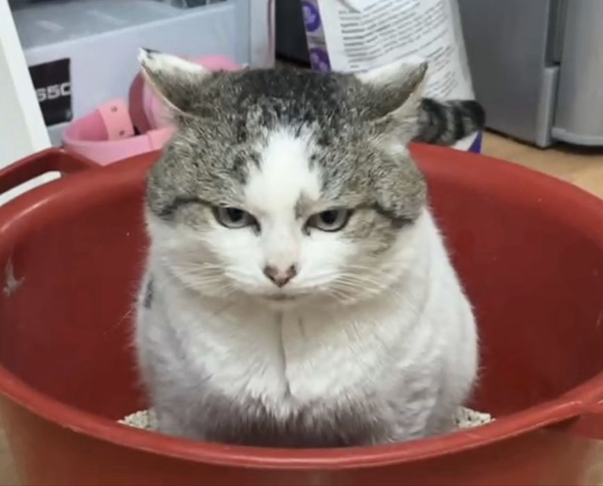 Отдам кота 3 года!