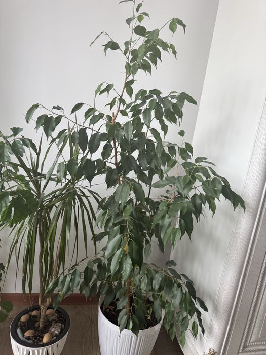 Продам   Комнотное растение Фикус