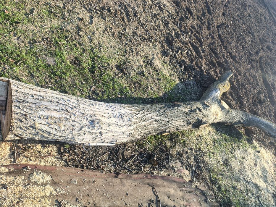 Vând tulpina de nuc