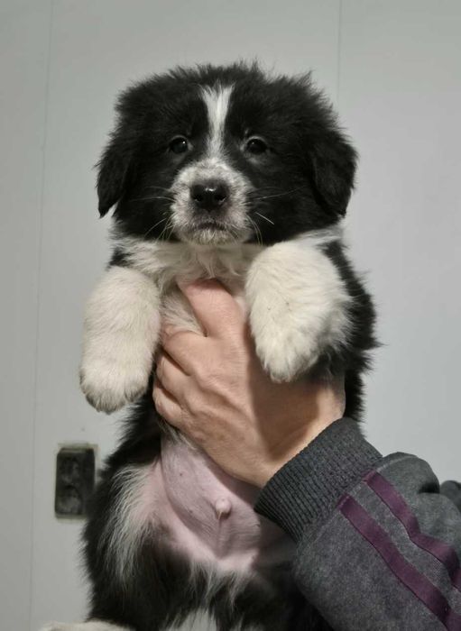 каракачанска овчарка кученца