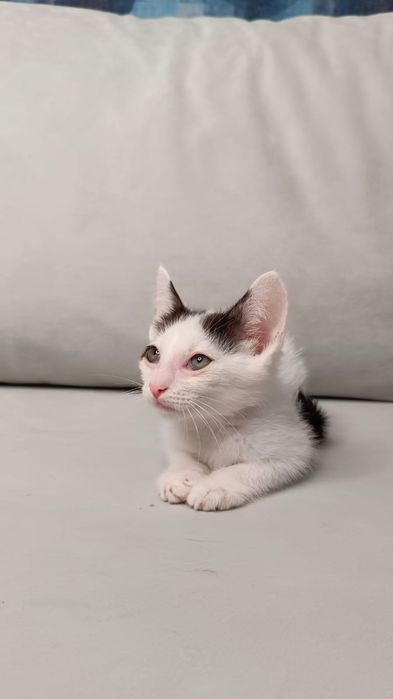 Отдам котенка в добрые руки