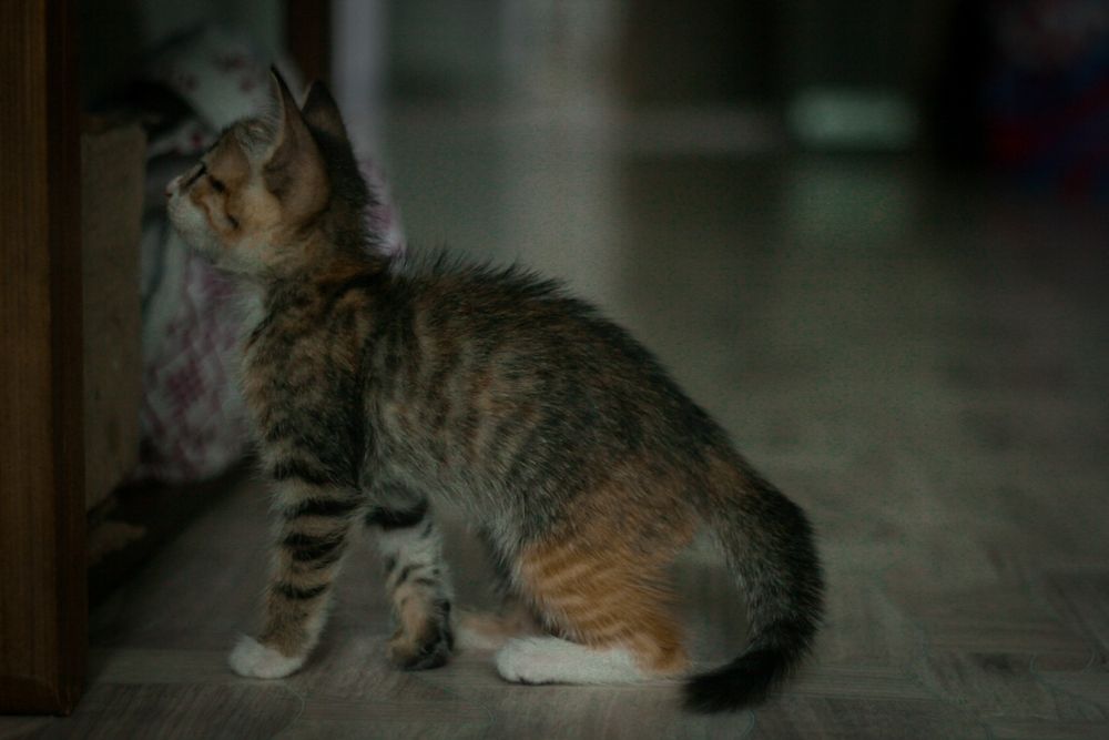 Котенок в добрые руки
