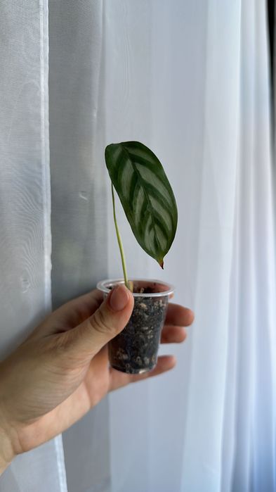 Продам домашнии цветочки