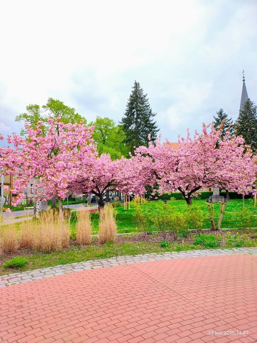 Японска вишна канзан в саксия