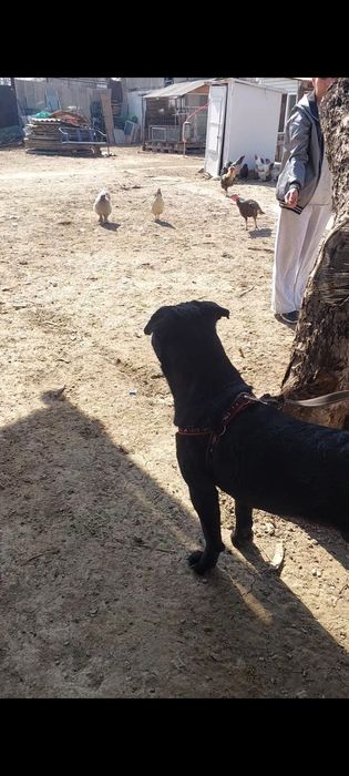 Итальянская собака Кане Корсо