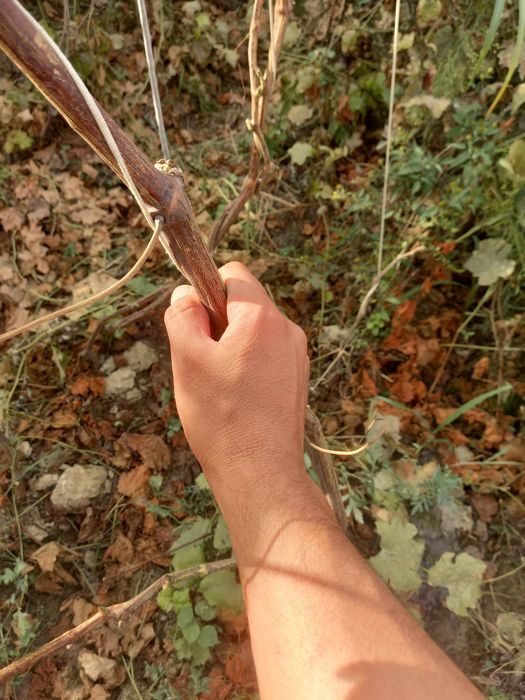 Uzum kochatlar 3 yillik