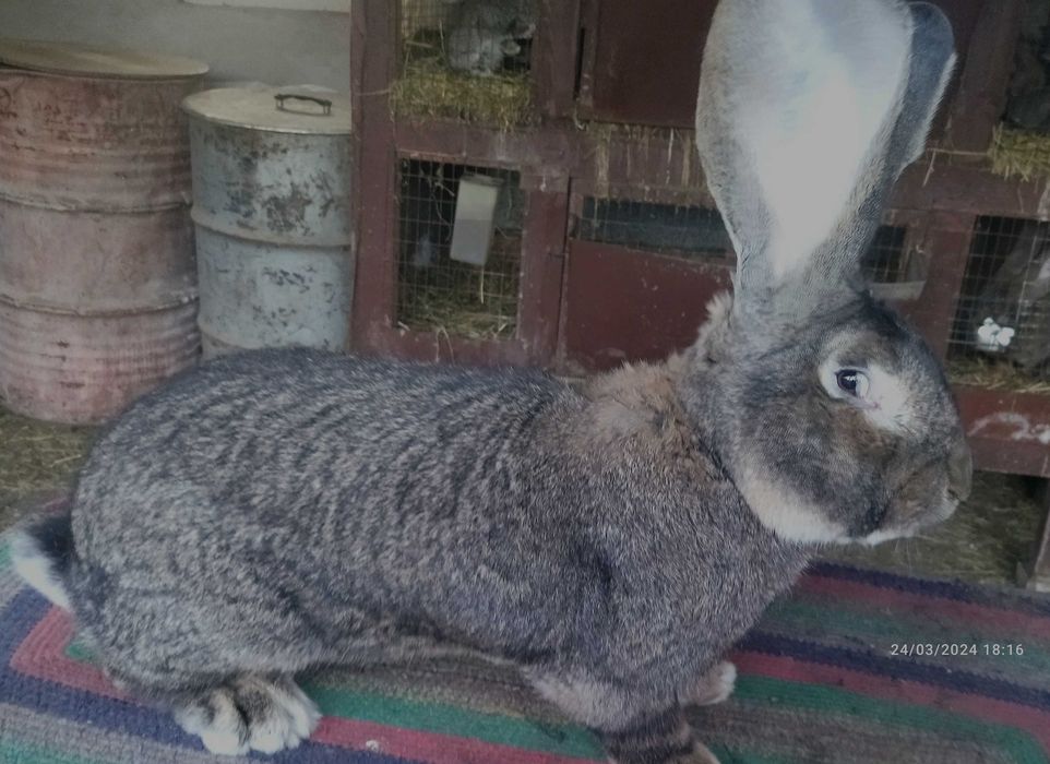 Зайци Белгийски великан