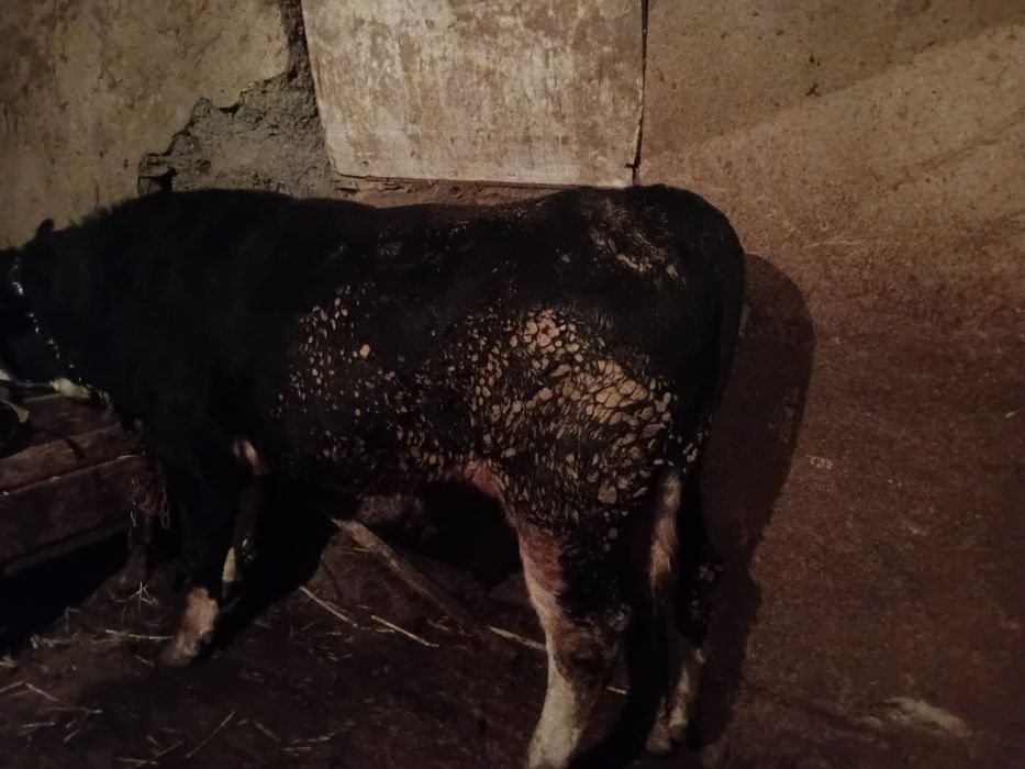 Продаются быки 2 годовалые