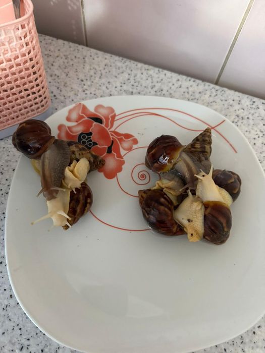 Улитка 1 шт 3000