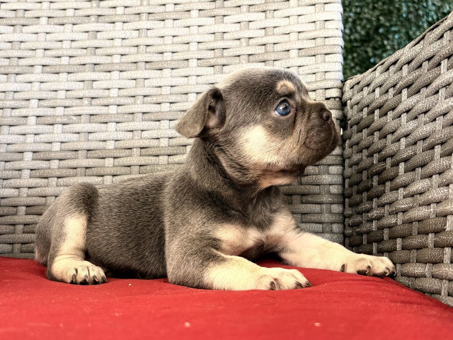 Bulldog francez blue tan