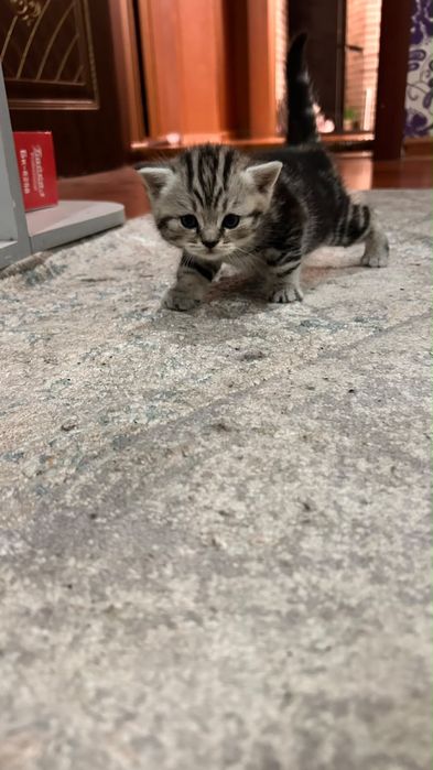 Шотландские скотиши