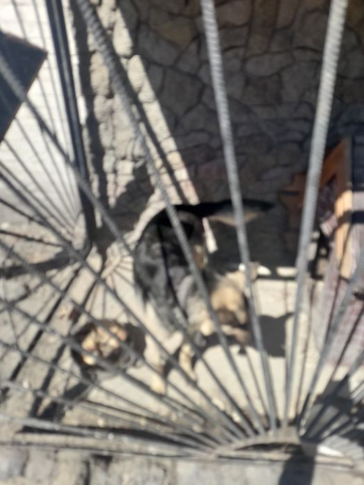 Продам Восточно-европейскую овчарка.