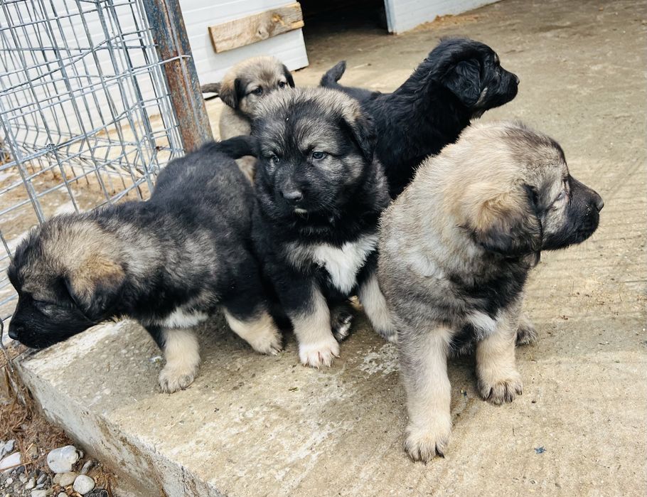 Catei ciobanesti