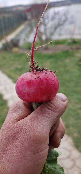 Legume de sezon BIO