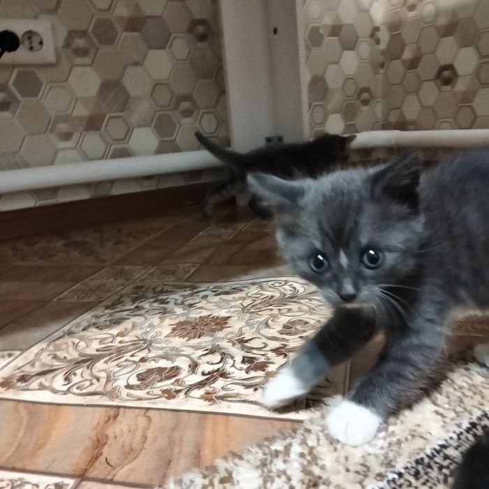 Отдам котят месячных