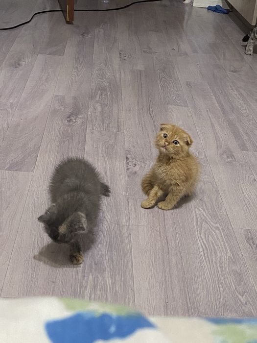 Продам котят в добрые руки