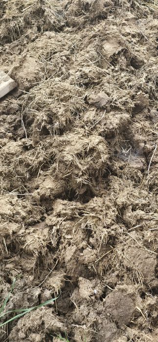 Навоз каровье , бесплатно