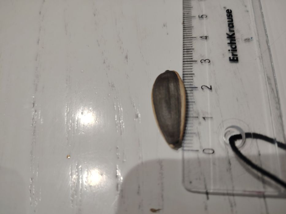 Семечки "Мол" большие полосатые