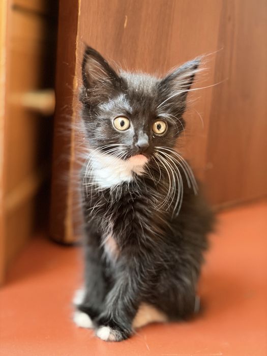 Котенок бесплатно