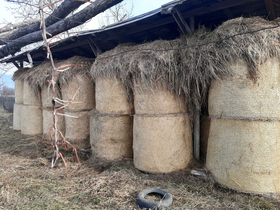 Baloți din lucernă și fân