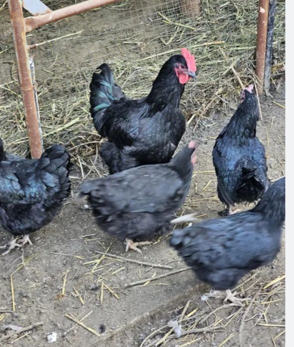 Gegant Jersi tuxumlari bor joʻja ham oʻchirib beramiza