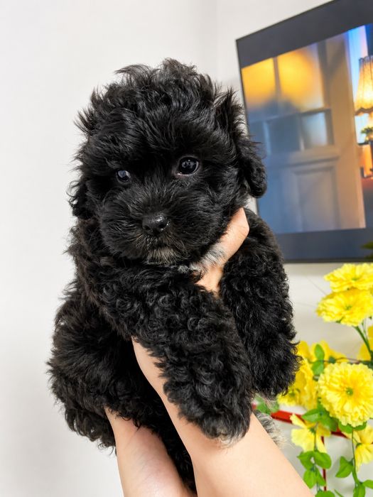 Caniche Poodle Mini Toy Vaccinați