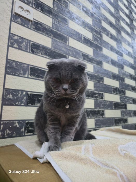 Скотиш фолд тоза зотли