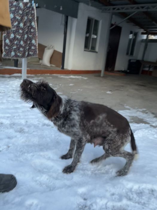 Охотнищий собака робочий