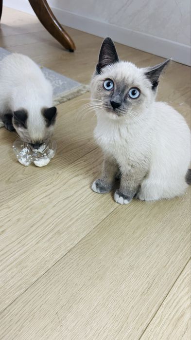 Котята сиамские близнецы