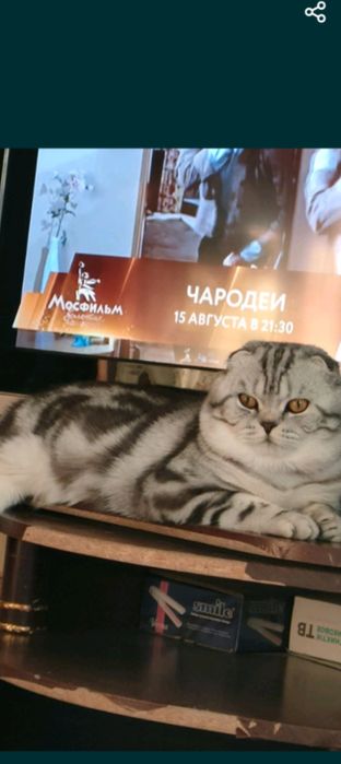 Продам отличных шотландских котят.