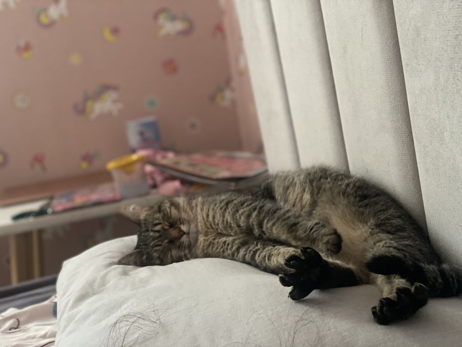 Отдаю кошку в хорошие руки
