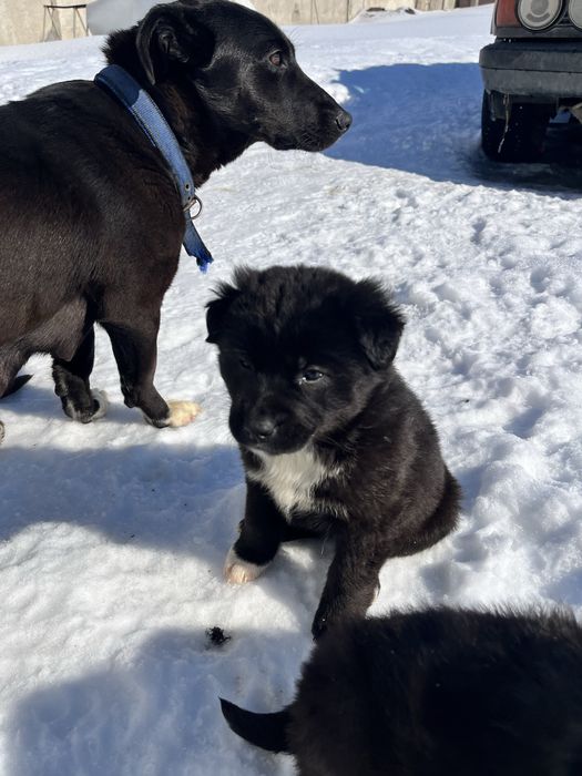 Отдам в добрые руки