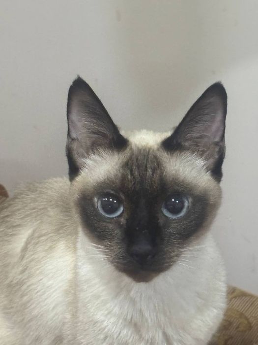 Дадим в хорошие руки даром бесплонто