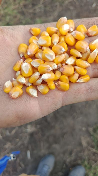 Vând Porumb boabe!