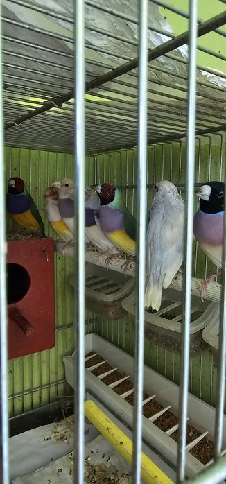 Гулдови амадини  3 бр.
