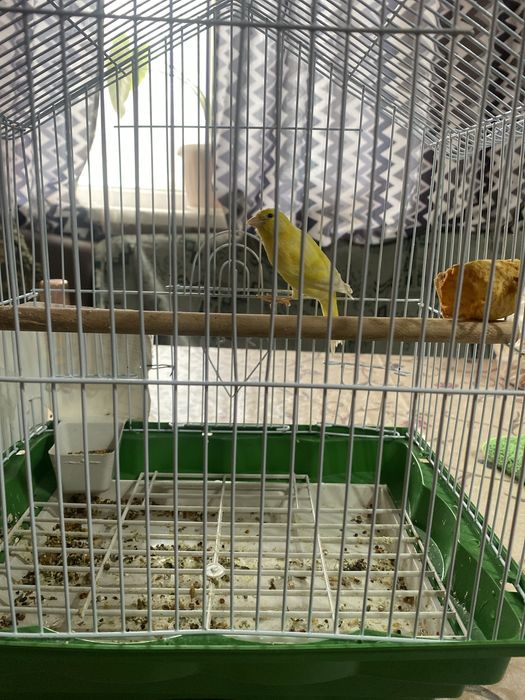 продаются канарейка самец поющий