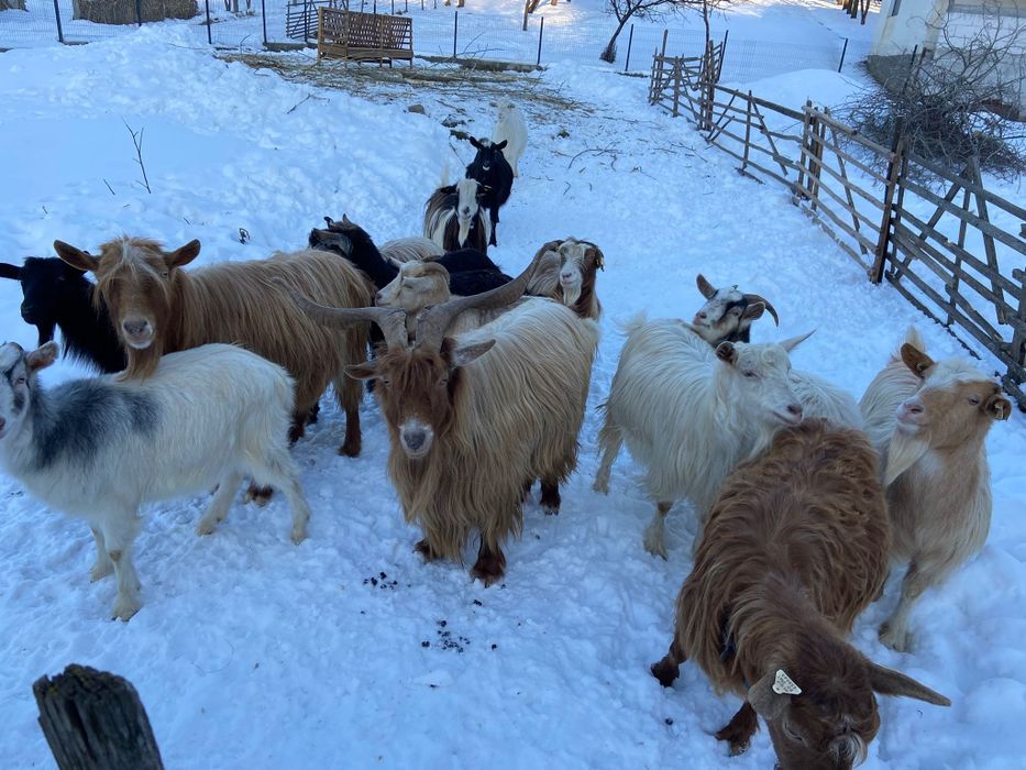 Vând oi și capre tinere