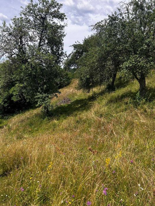 Teren de vanzare Bistra judetul Alba + casa batraneasca din lemn